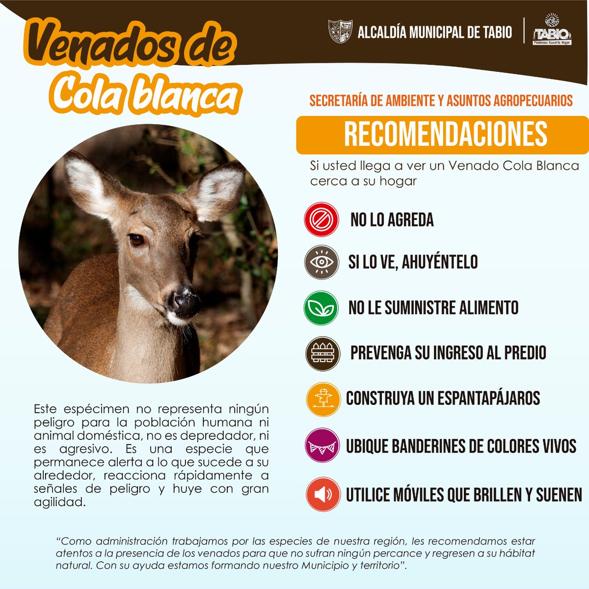 AlcaldiaDTabio's tweet photo. Secretaría de Ambiente y Asuntos Agropecuarios
🦌 venados de cola blanca
#PodemosHacerloMejor #Tabio https://t.co/WE2MyP9rwL