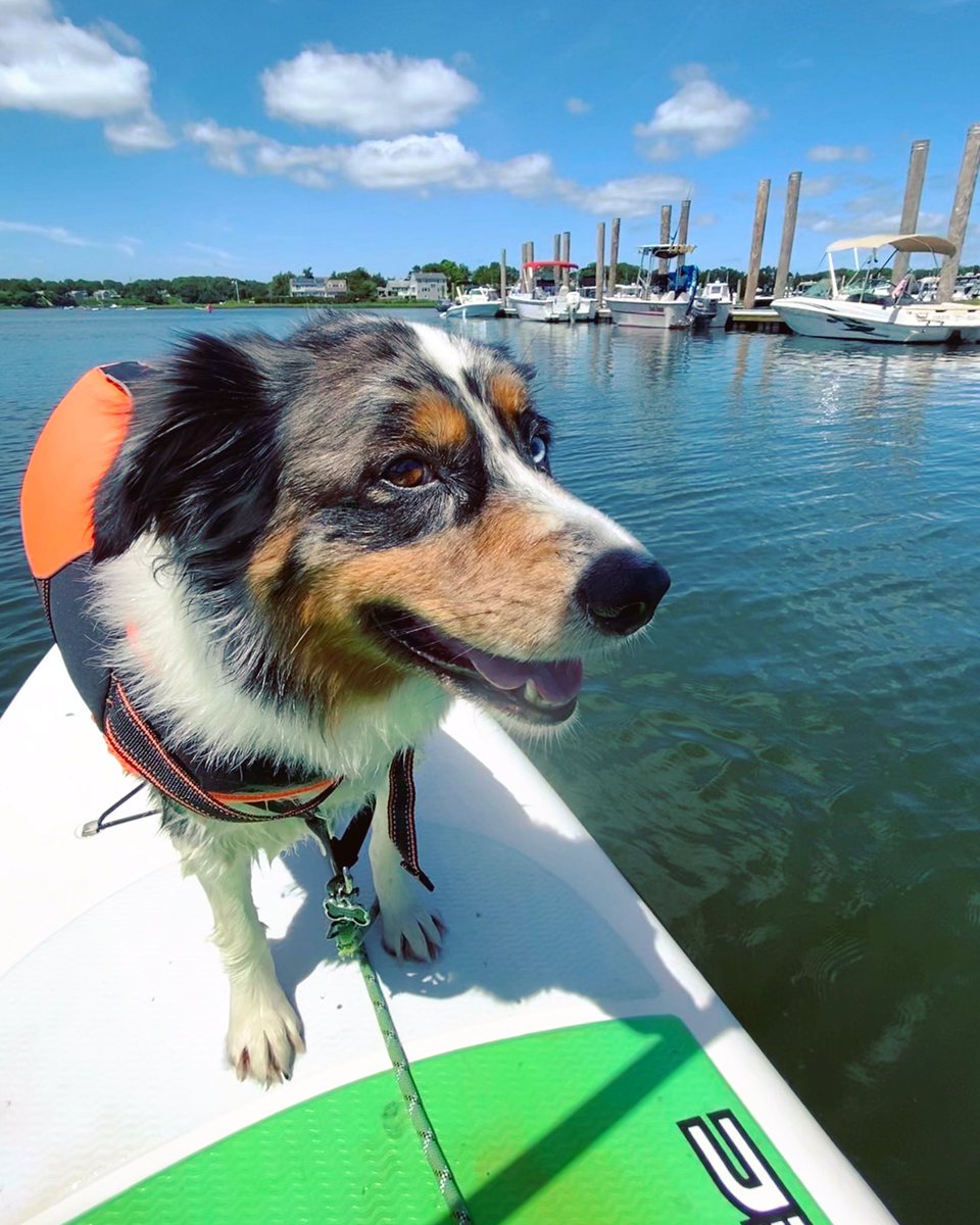 Bass River Kayaks & Paddle Boards Cape Cod (BassRiverKayaks) Twitter