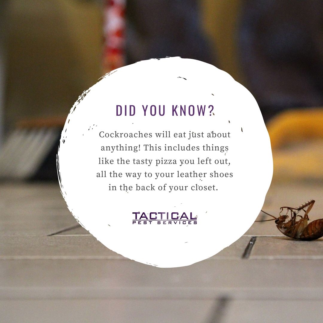 tacticalpest's tweet photo. To learn about how Tactical😆 can help with your pest🐜 problems. Call 469-654-4811! #FreakyFactFriday! #PestControl #Pests #Dallas #FortWorth https://t.co/dSZqrfqV9I