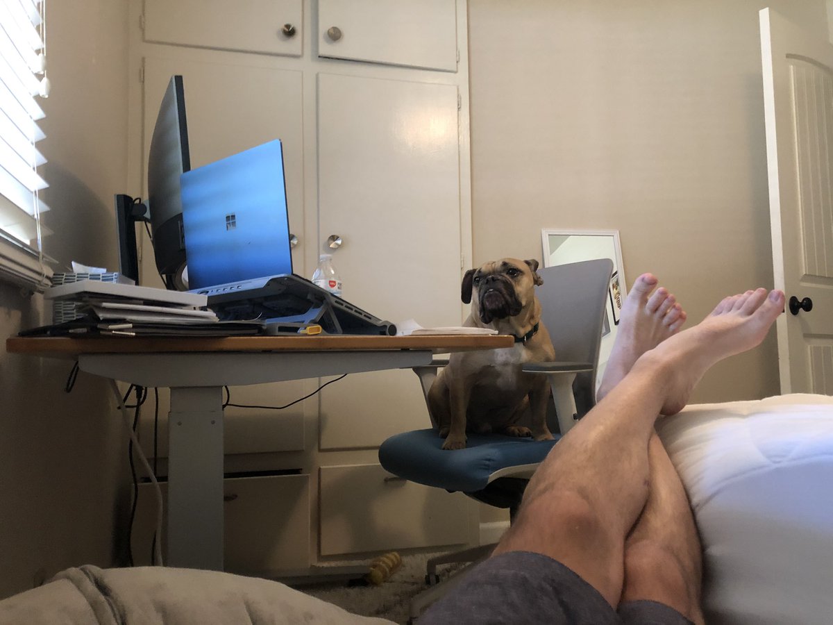 KyleHolz22's tweet photo. Decided to get a dogs perspective of Covid work from home. Letโs see yours ๐ #DogSwitch #DogsPerspective https://t.co/590FF51zbb