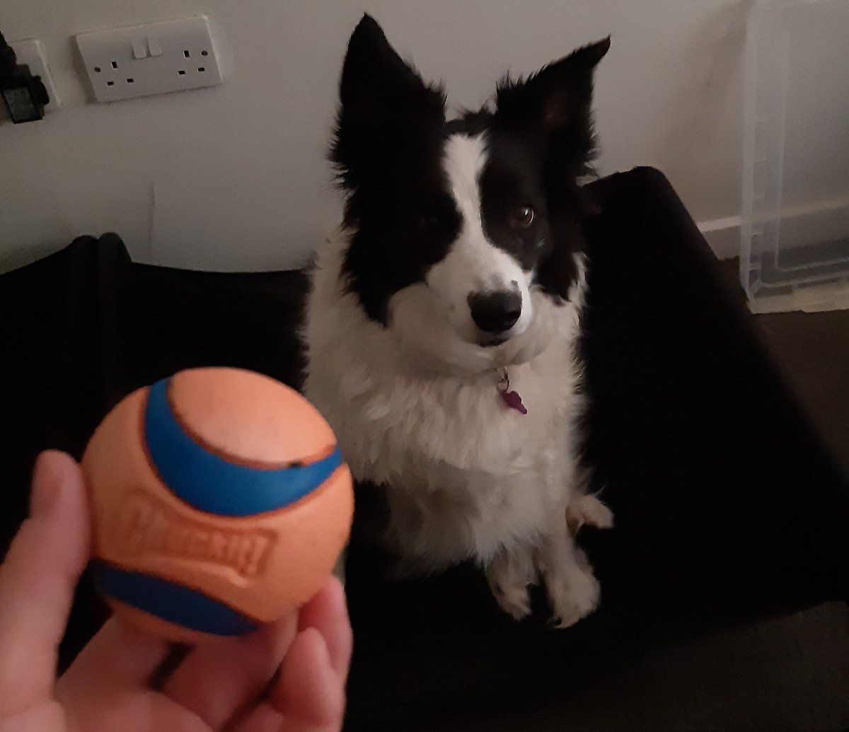 Born2RunPetCare's tweet photo. Dog folk know.... #thecolliecoach #bordercollie #beach #adventure https://t.co/KpUzSZXckk