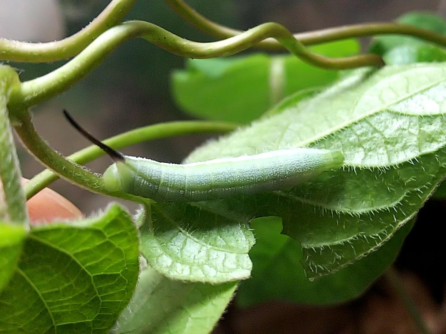 Oyaji Tanaka スイカズラで見つけた スズメガの幼虫 調べてみたものの 食草と幼虫の姿が一致するものがなかった 羽化してやっと判明しました ホシヒメホウジャク 食草はヘクソカズラだけじゃなく 体色に褐色紋のない幼虫が居るようです