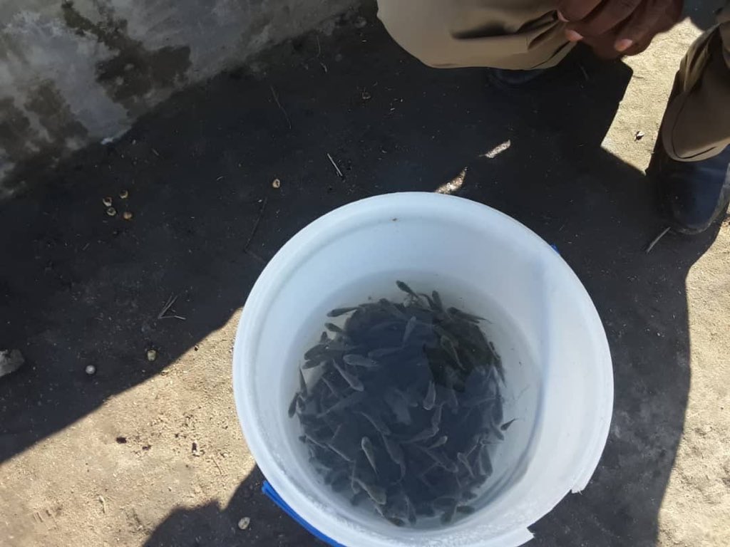 NetsayiMudege's tweet photo. Today HopeWays in Kasama sold its first #fingerlings. Below workers at Hope Ways preparing to transport fingerlings. #tilapia #aquaculture @WorldFish @LMuzungaire @noradno. Second picture is of Tilapia #broodstock at HopeWays @MusikaZambia https://t.co/U1HsrX0OGX