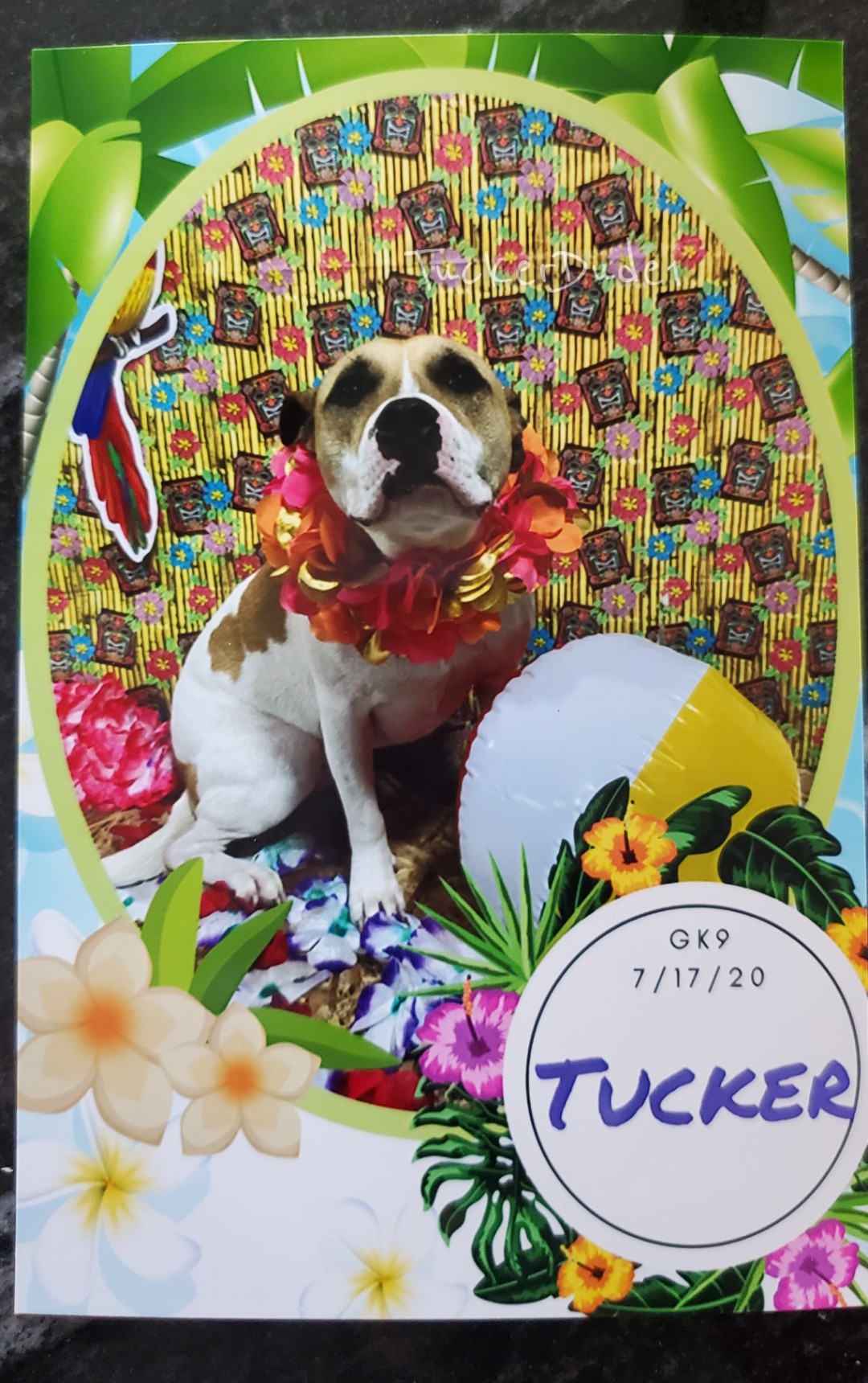 Tucker We Had A Beach Bash Today At Playcare Here S My Picture The Lobby They Decorated Beachbash Pitbulls T Co Iq4chumekj Twitter Tucker We Had A Beach Bash Today At Playcare Here S My Picture The Lobby They Decorated Beachbash Pitbulls T Co Iq4chumekj Twitter