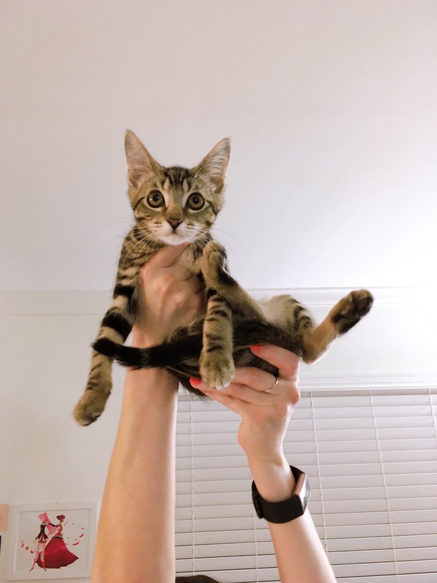 UncleOlivernCo's tweet photo. Simba... 🦁 https://t.co/uLDYDILiuR