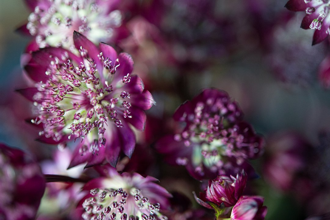 azflowerbar's tweet photo. It's #flowerfactfriday and we are so excited to share these STUNNING astrantias with you! Named after the Latin word for ‘star’ (aster), Astrantia is well-known and admired for its star-like features. It’s available in several different colors  - from green to cream to pink https://t.co/KvS4FrSPAE
