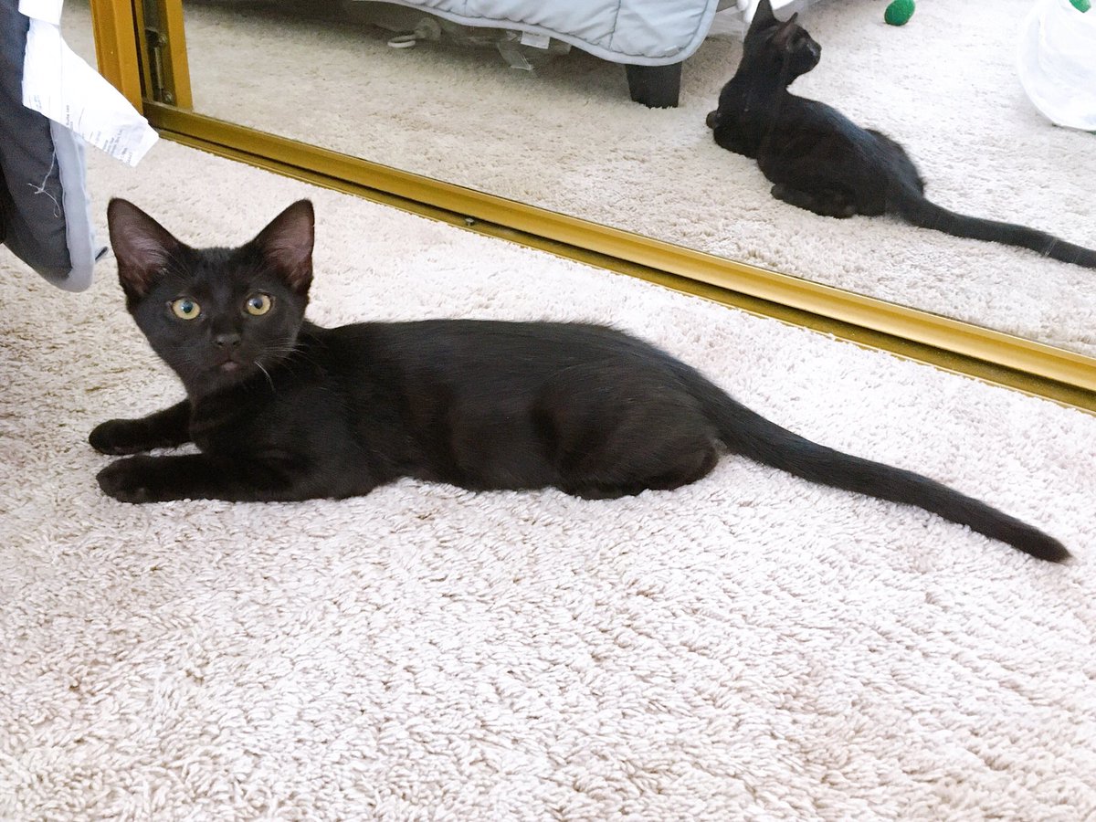 UncleOlivernCo's tweet photo. Oh hi there!
#thevbas #adoptme #burbank #losangeles https://t.co/eAtrkwVzfx