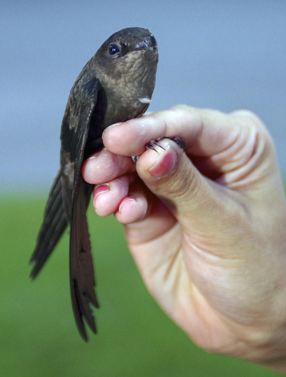 The only bird native to Washington DC that matches the appearance is the chimney swift, which is very small, about 5 to 6 inches long.