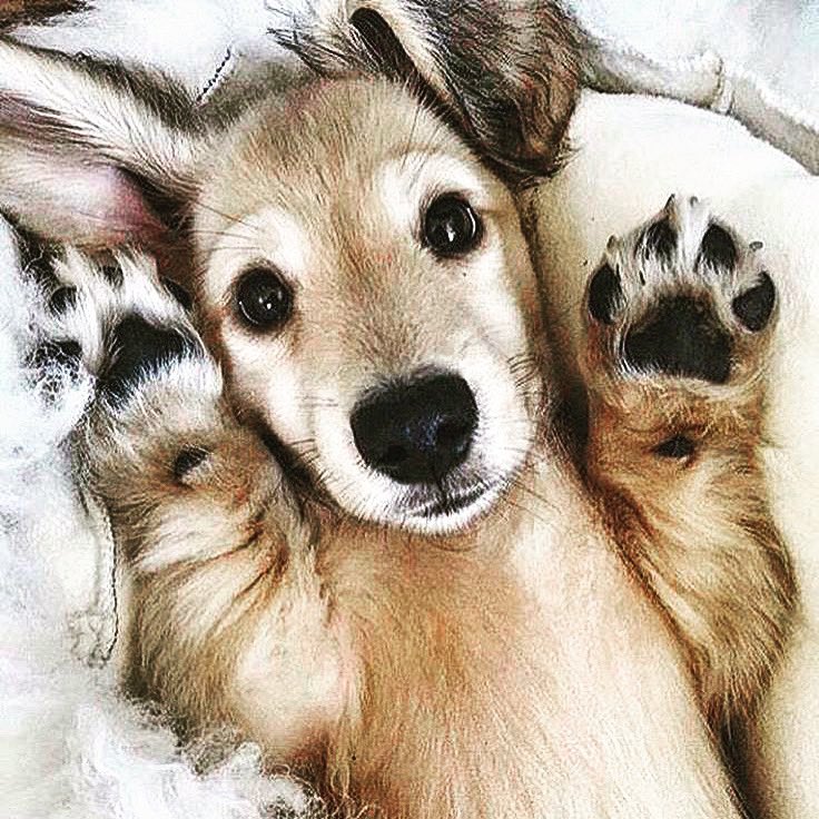 High fives! 🤗🙌🏼💗 #heck #pawesome #fluffer