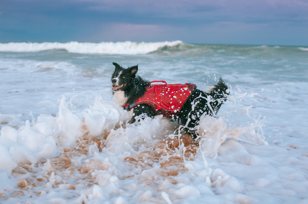 Kurgo's tweet photo. Nothing says "Surf 'n Turf" like a day at the beach! 🏖️

https://t.co/qWETdstiqq https://t.co/qf2qa2sVaF