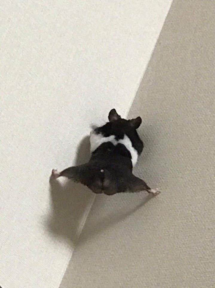 Nnedi's tweet photo. I was talking to my mom when I saw this and I couldn't hold in my gales of laughter.  The...little butt...🤣🤣🤣🤣🤣 https://t.co/XmtZLrruPN
