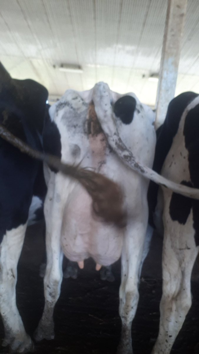 wjudge01's tweet photo. Doorman (1) and Observer (2) both rolling along ready to make you some money. This observer is probably only of my fav cows https://t.co/2Ep29SazkB