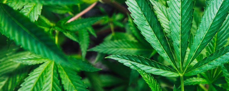 COVID-19 has three main impacts on hemp and cannabis: a sharp decline in the number of deals, a decline in capital raises, and overall decline in market valuations. 

<a href="/SheppardMullin/">Sheppard</a> explains: buff.ly/2OyFpCI
