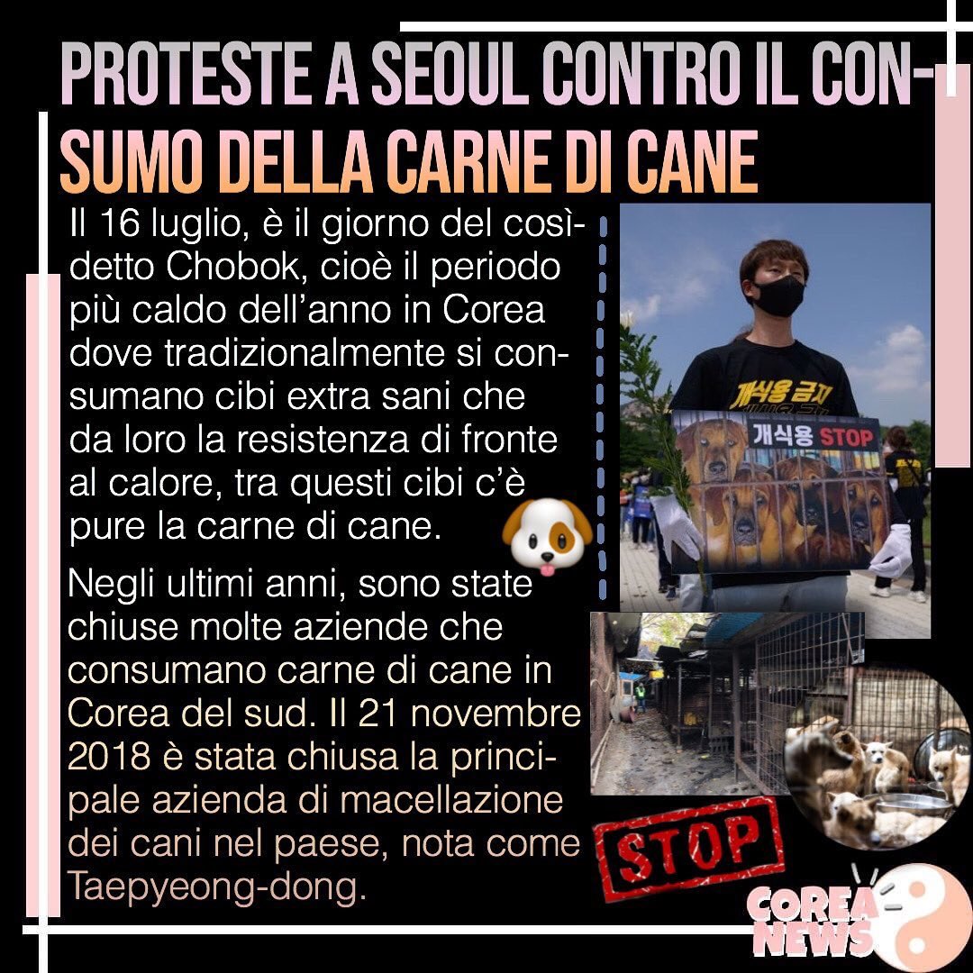 coreanewsit's tweet photo. Proteste a Seoul contro il consumo della carne di cane 🐶❌
#Coreanews #proteste #Chobok #SouthKorea
https://t.co/lUe3XdAUmX https://t.co/DBpTaypE8T