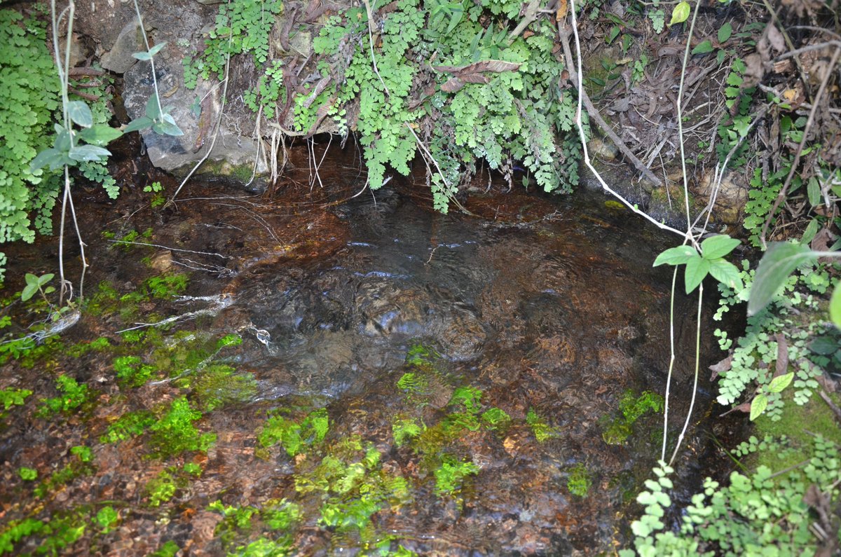 ai_rivera's tweet photo. En otras regiones de Mesoamérica los manantiales son verdaderos santuarios como este, cerca de #Ticua, en la #Mixteca Alta, #Oaxaca. En algunos se llega a peregrinar y realizar rituales; el estudio de @LianaOsorio1 y @Eps5371 ofrece una excelente disertación sobre este tema. https://t.co/rGJSbR2k6T