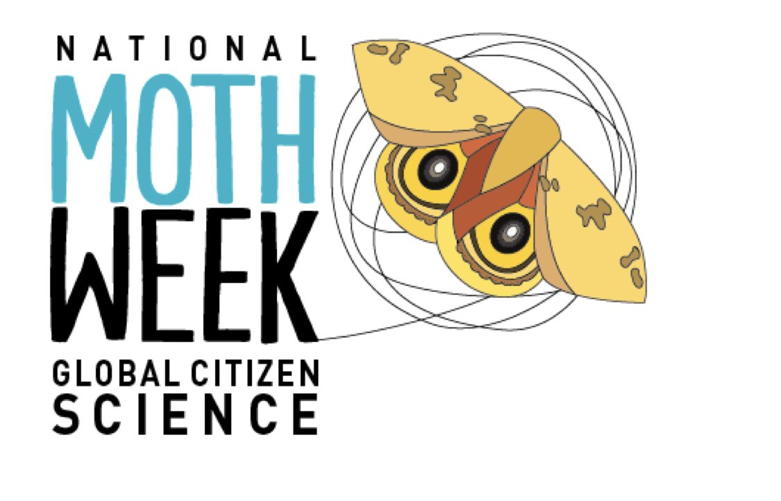 National Moth Week starts tomorrow (July 18-24)! Go outdoors &amp; look for these amazing insects to learn! Post images, share w/friends. Moths are  beautiful as butterflies; and 10x more! Join the many moth-attracting events happening in US! #nationalmothweek nationalmothweek.org