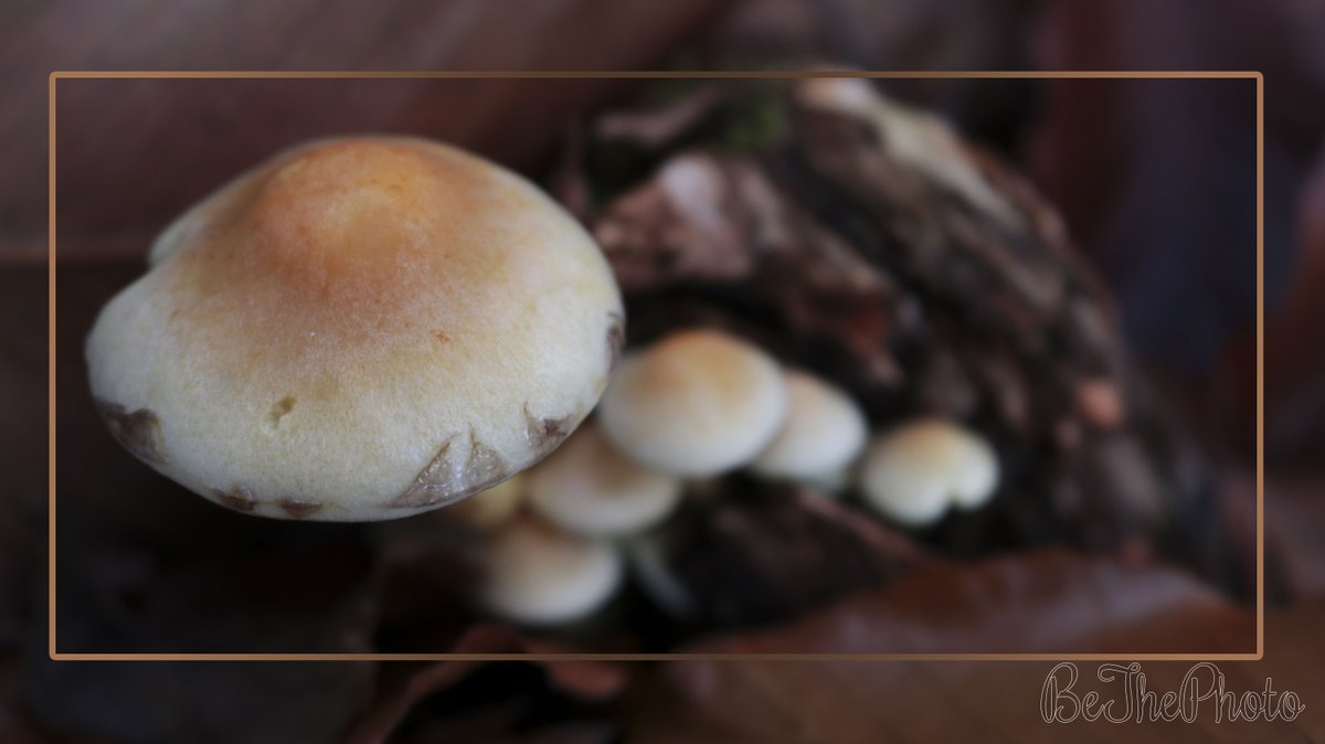 BeThePhotoNL's tweet photo. #Mushroom #row
Camera: Canon EOS 80D 18-55 MM
F: f/5.6
S: 1/60 sec.
ISO: 500
#edited
#BeThePhoto #Belgium #Houthalen #Helchteren #Belgie #Autumn #herfst #mushrooms #paddestoelen #paddestoel #rij #rijtje #contrast #closeup #detail #details #nature #natuur #outside #photography https://t.co/GUpcr283NY