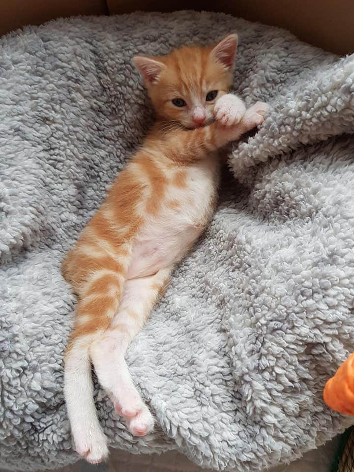 Good evening from little Gus who is now  5 weeks old &amp; a right little pudding ❤️❤️❤️ Val his foster mum is doing an amazing job with him #CaturdayEve #FridayFeeling #FridayMotivation #RescueLife #FosterFriday #FosteringSavesLives