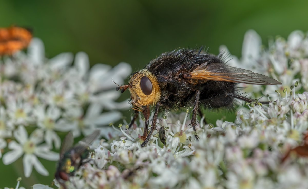 SteB777's tweet photo. A Giant Tachinid Fly (Tachina grossa). This is a huge fly, one of the biggest flies in Europe, the size of a Bumblebee. I've managed to get an ordinary sized fly in the lower left, albeit out of focus for scale. @flygirlNHM @pebo22 
https://t.co/GLHRQEnhgD https://t.co/6XMo63pRSI
