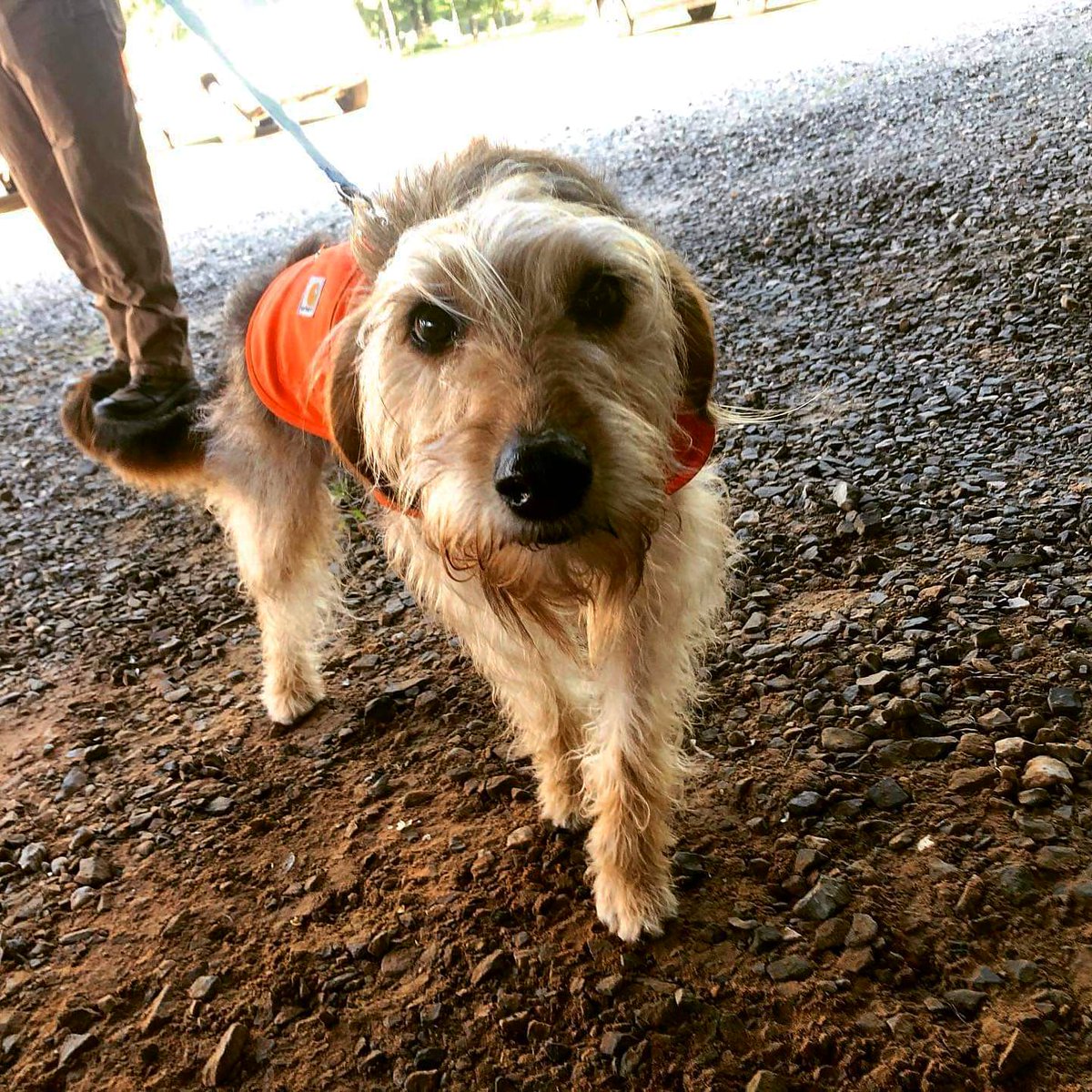 InfamousWS's tweet image. We like Dogs!  Supporting @robinsons_rescue