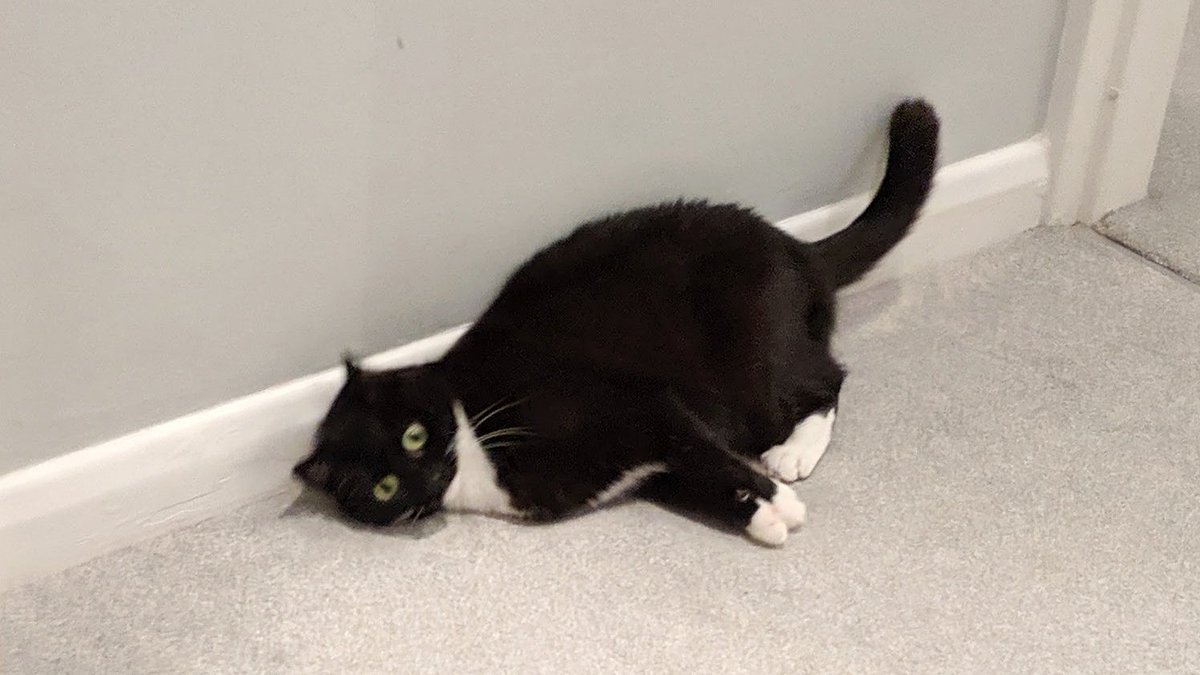 CuriousZelda's tweet photo. I should get up
Or I'll get fatter
Then again 
It doesn't matter https://t.co/VZMTT94c4g