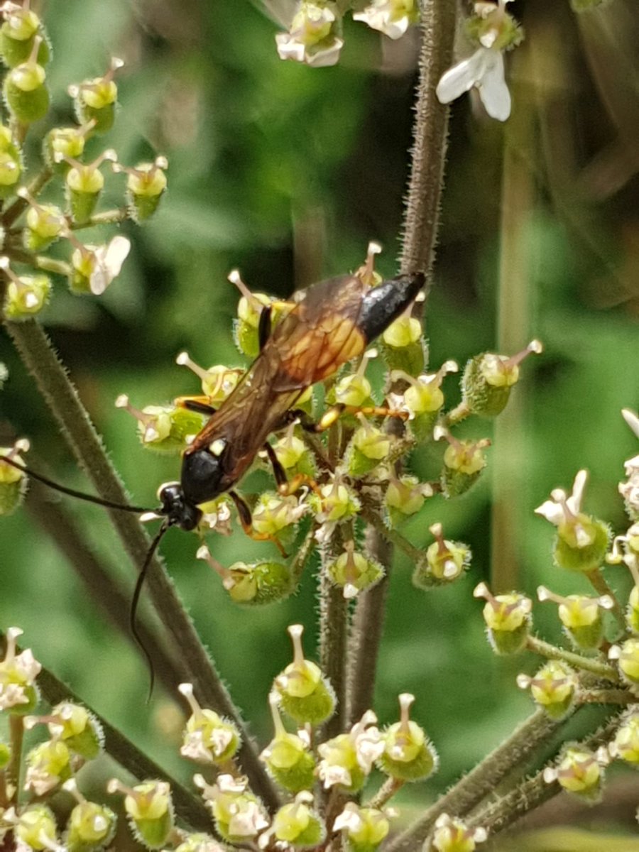 Girlygolfer2013's tweet photo. #actionforinsects #insectchampion  lots ot insects @LlynBrenig today @PTES https://t.co/MeWukJeDK7