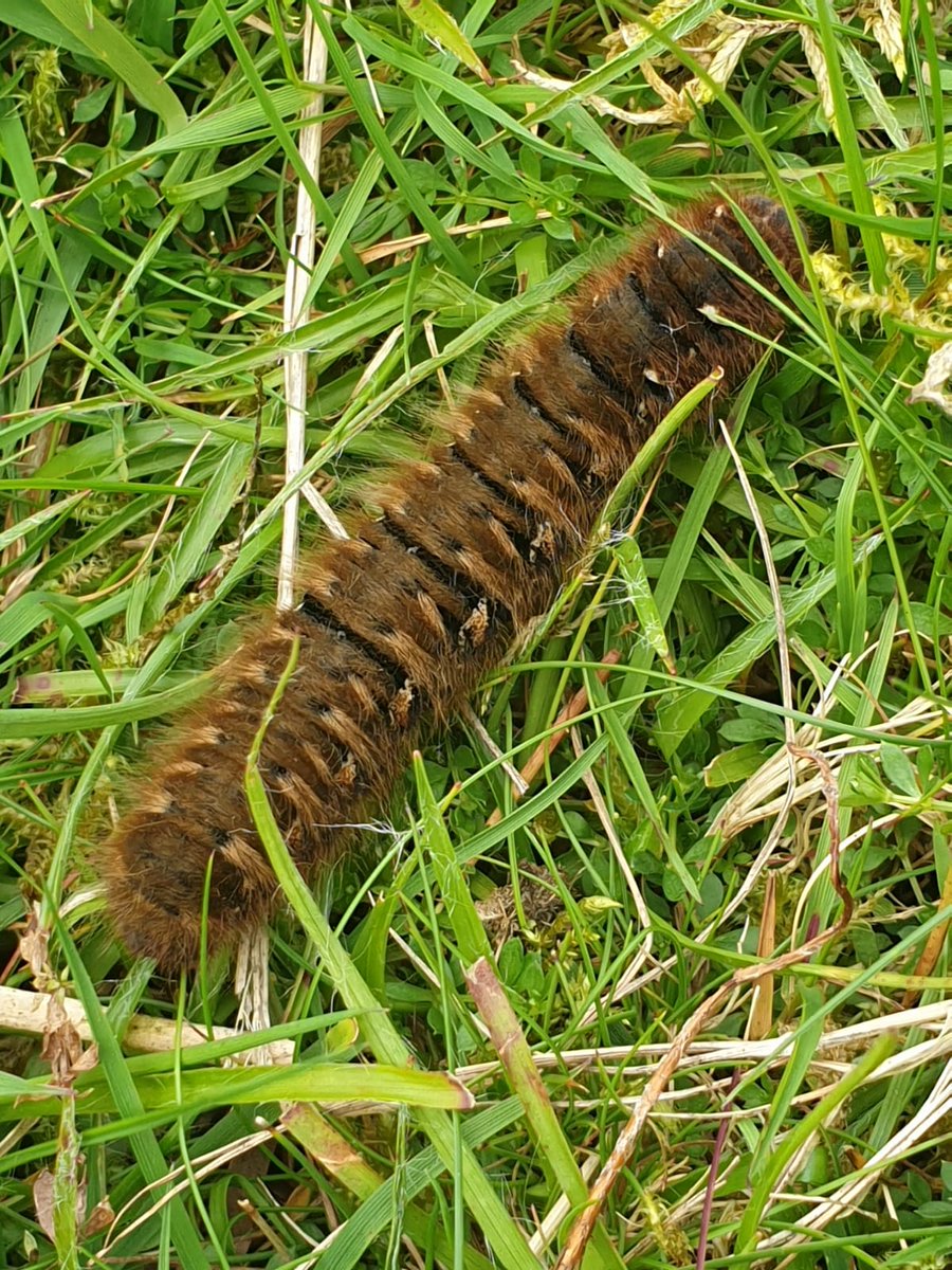 Girlygolfer2013's tweet photo. #actionforinsects #insectchampion  lots ot insects @LlynBrenig today @PTES https://t.co/MeWukJeDK7