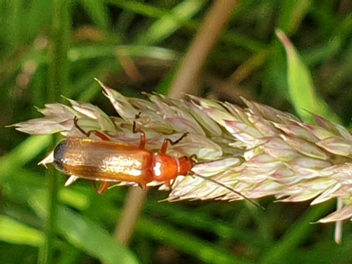 Girlygolfer2013's tweet photo. #actionforinsects #insectchampion  lots ot insects @LlynBrenig today @PTES https://t.co/MeWukJeDK7