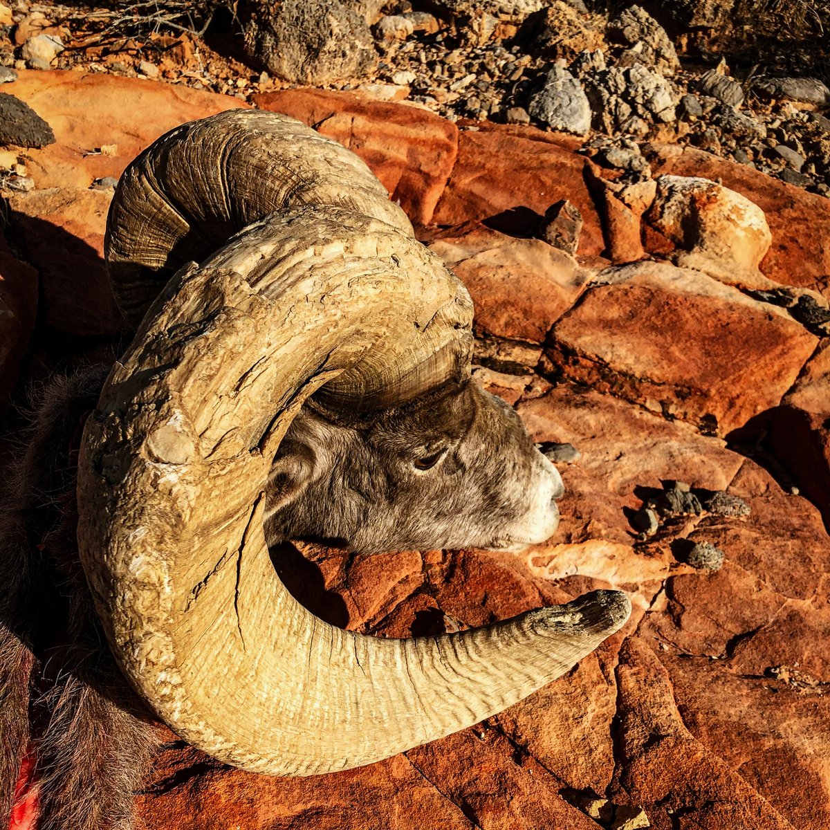 guidefitter's tweet photo. A great ram taken last year with pro hunting guide, Wade Ovard, from White River Guide Service (Nevada)!

#fullcurlfriday #bighorn #sheep #desertbighorn #sheephunting #guidefitter #weliveforthis https://t.co/aMwLp9IvBK