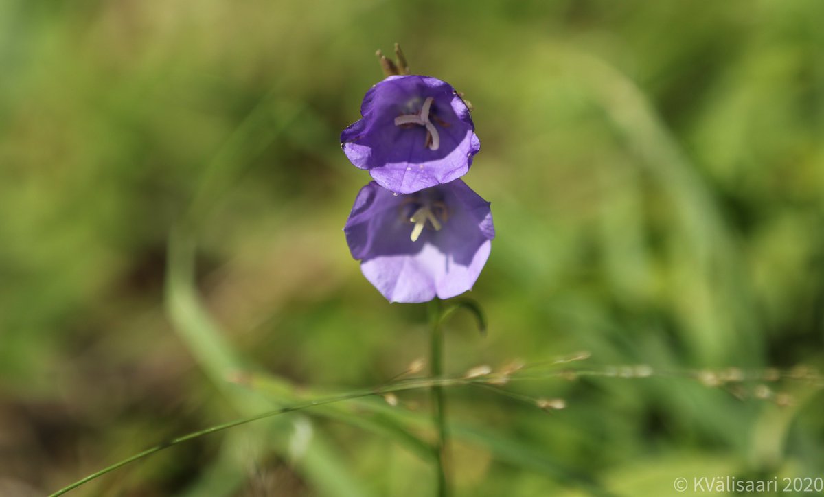 KValisaari's tweet photo. Luonnon oma kellokukka,
#kukka #flower #flowers #kellokukka #kissankello  #bluebell #clockflower #kesä #summer #valokuvaus #photography #luontovalokuvaus #naturephotography #luonto #nature #canonkesä #canon7dmk2 #suomi #finland #nokiakuvia https://t.co/KHrRE9v0sq