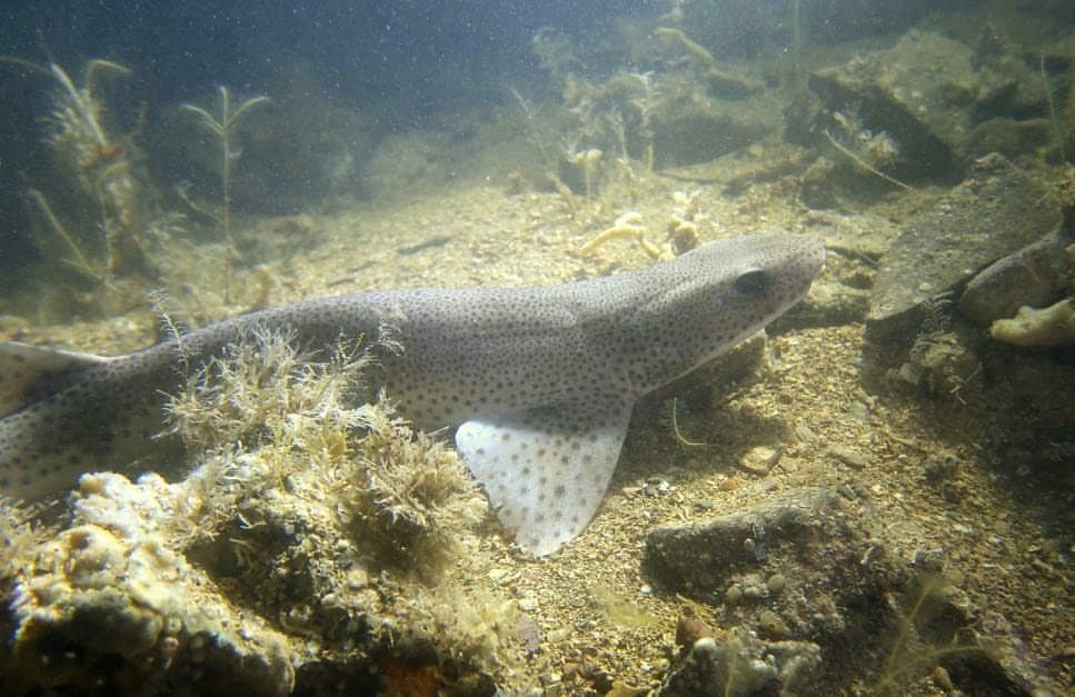 LePeauBleu's tweet photo. Bonjour tout le monde ! La fiche requin du vendredi est disponible dès maintenant en cliquant sur le lien juste ici : https://t.co/0wEJk25sOz
Aujourd'hui ce sera la petite roussette qui est très présente sur nos côtes françaises, notamment la côte Atlantique 🦈💙🦈💙 https://t.co/UTzRe1lxwf