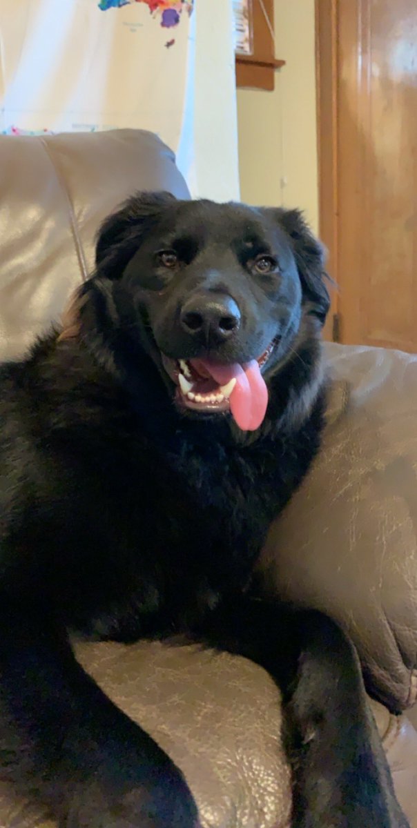 Koolshav's tweet photo. Looking for a high energy play pal for this dude lmk if your dog can make the  cut ☀️ https://t.co/mMl0nshCcz