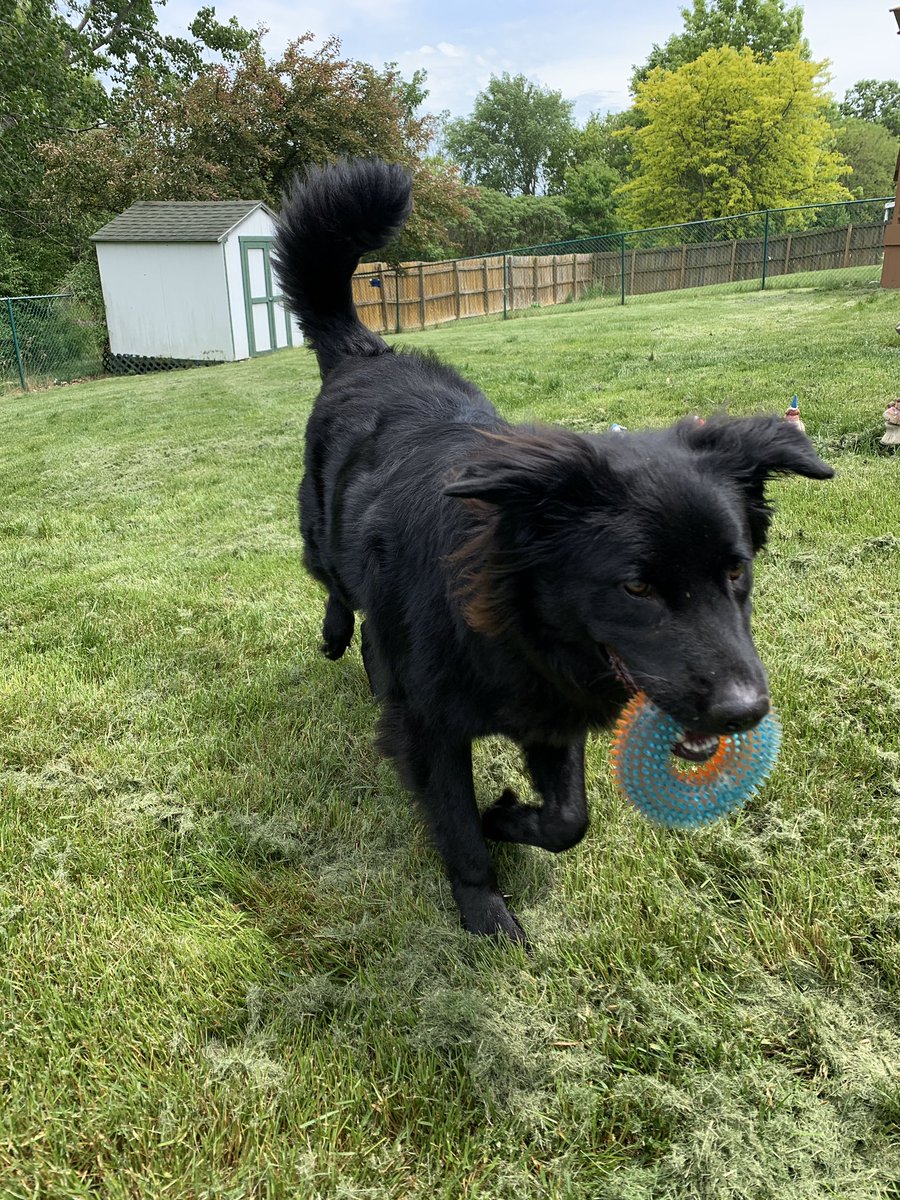Koolshav's tweet photo. Looking for a high energy play pal for this dude lmk if your dog can make the  cut ☀️ https://t.co/mMl0nshCcz