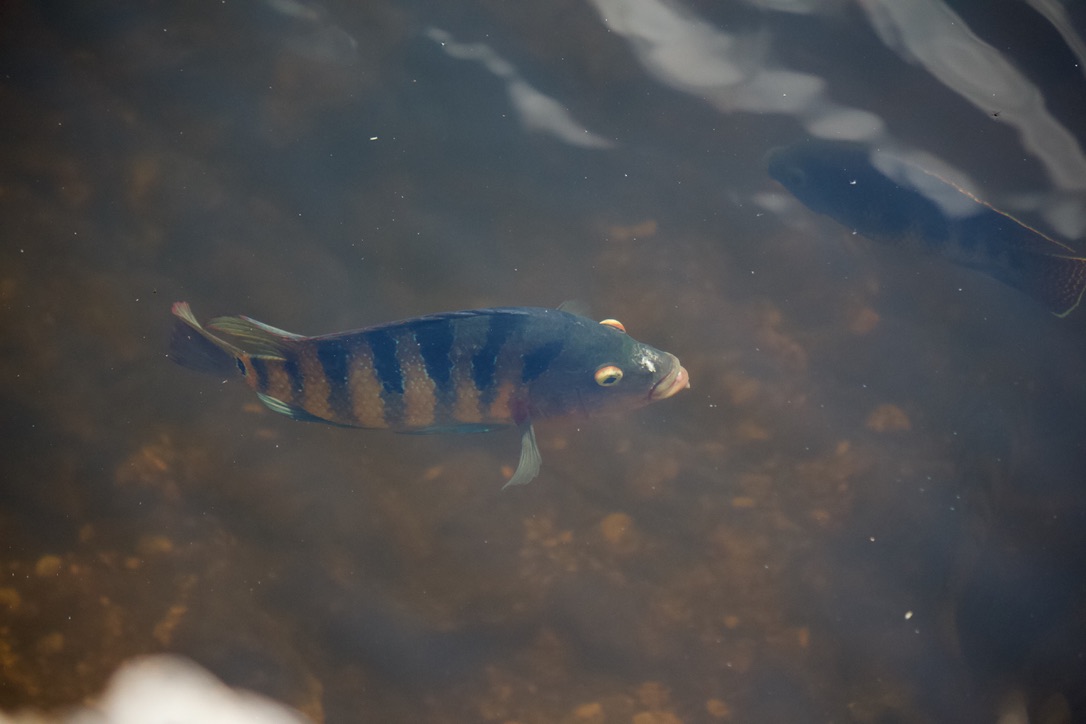 30. mayan cichlid. another invasive. these fish can survive across a wide range of salinity and oxygenation, which is common in everglades species. 31. redear sunfish. not invasive! primarily eat mollusks and are sometimes introduced to manage invasive mussels.