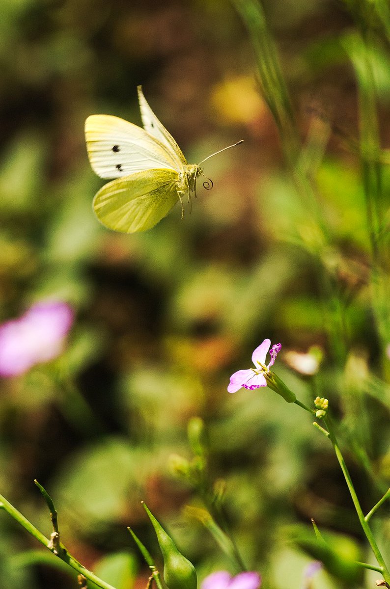 #Freedom and #grace embodied in the captivating flights of the Scarce Swallowtail (Iphiclides podalirius) and the Small White (Pieris rapae). 
#Butterflies #Entomology #nature #NaturePhotography #naturelovers #wildlife #wildlifephotography #ActionForInsects #insect #garden