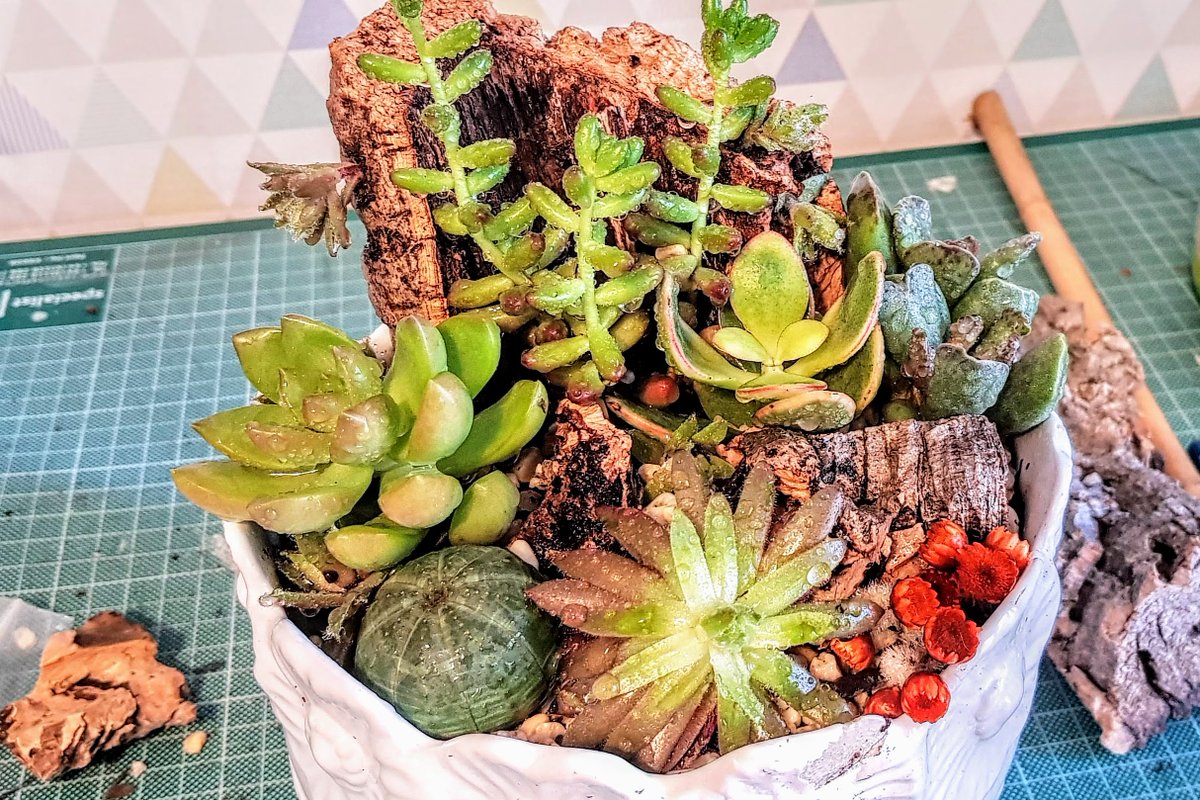 Meet the plants: Baseball Plant (Euphorbia obesa). Among a busy, leafy succulent display the modest Baseball Plant brings a cool, symmetrical focal point to draw the eye to. bit.ly/2OF8XOR