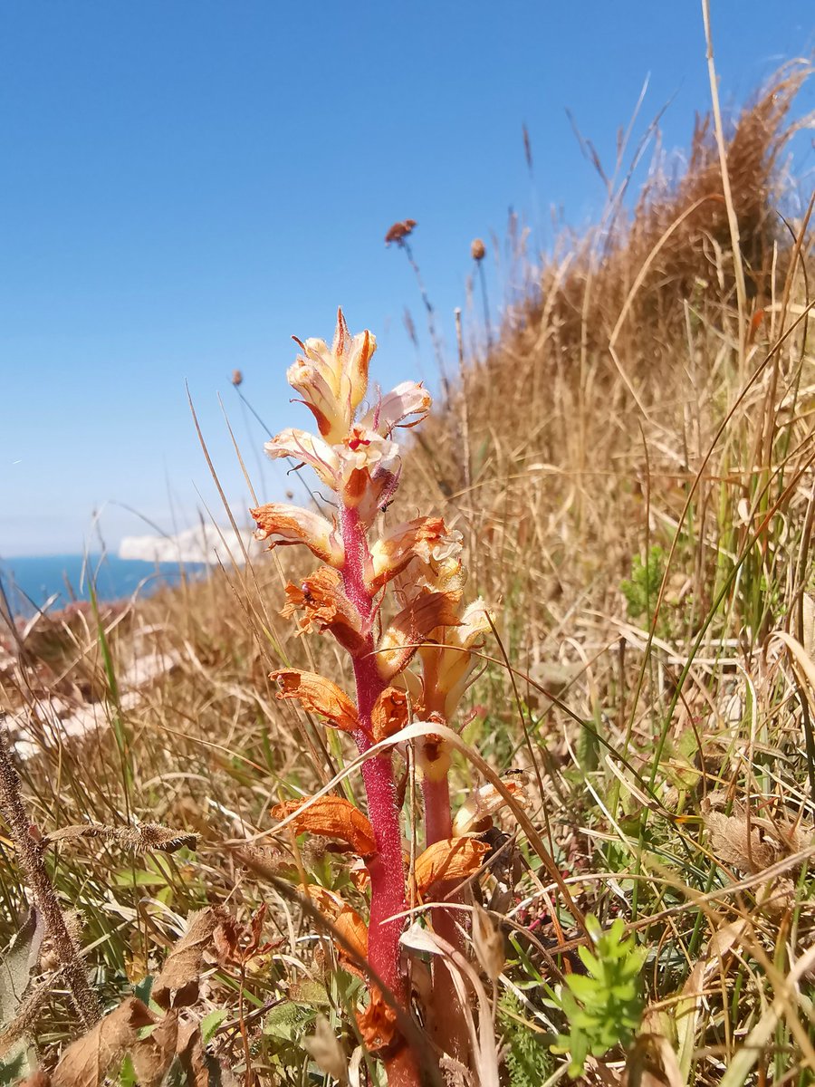thorogoodchris1's tweet photo. A day of clifftop botany on Isle of Wight, where I encountered Orobanche picridis. Among the rarest of Britain's plants with only two stable populations, it really is a special find, and a beautiful plant in a beautiful place @BSBIbotany https://t.co/9zWuOnJIoW