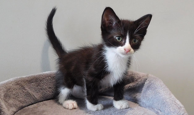 SPA_Montlucon's tweet photo. A l'#adoption : 3 nouveaux #chatons :
- Nina : ♀️ noire et blanche
- Calie : ♀️ grise et blanche
- Léo : ♂️ gris et blanc

✅ Identifiés
✅ Vaccinés
✅ Testés Felv/Fiv : négatifs
☑️ Stérilisés prochainement

➡️ https://t.co/ymYfcvnUaA
⬇️⬇️⬇️ https://t.co/KPcxy9n2Oh