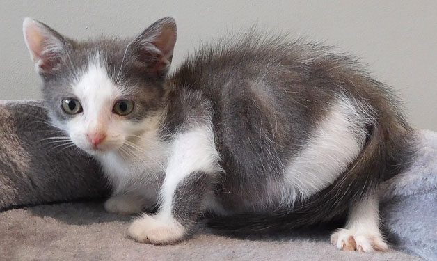 SPA_Montlucon's tweet photo. A l'#adoption : 3 nouveaux #chatons :
- Nina : ♀️ noire et blanche
- Calie : ♀️ grise et blanche
- Léo : ♂️ gris et blanc

✅ Identifiés
✅ Vaccinés
✅ Testés Felv/Fiv : négatifs
☑️ Stérilisés prochainement

➡️ https://t.co/ymYfcvnUaA
⬇️⬇️⬇️ https://t.co/KPcxy9n2Oh