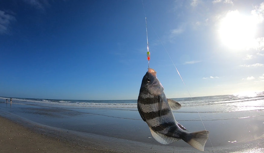 east_surf's tweet photo. ๐ฃ Florida Fishing Reports ๐ Week of 7-13-2020 #Florida #Eastcoast #Surffishing #Fishingreports #Fishing #Anglers #Fishreports https://t.co/Mqk5Ch5Wcg https://t.co/brNjd1U69J