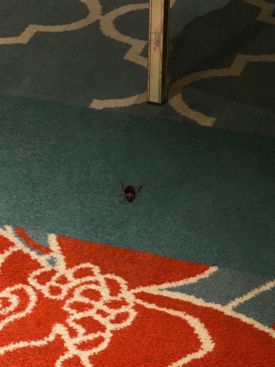 fasttrack1982's tweet photo. @stb_sg 
Dear STB The conditions for a SHN in Festive Hotel are not at all livable.The facility is contaminated with cockroaches all over.RESCUE PLEASE. We are at serious health risks here. https://t.co/98qlbofAkA