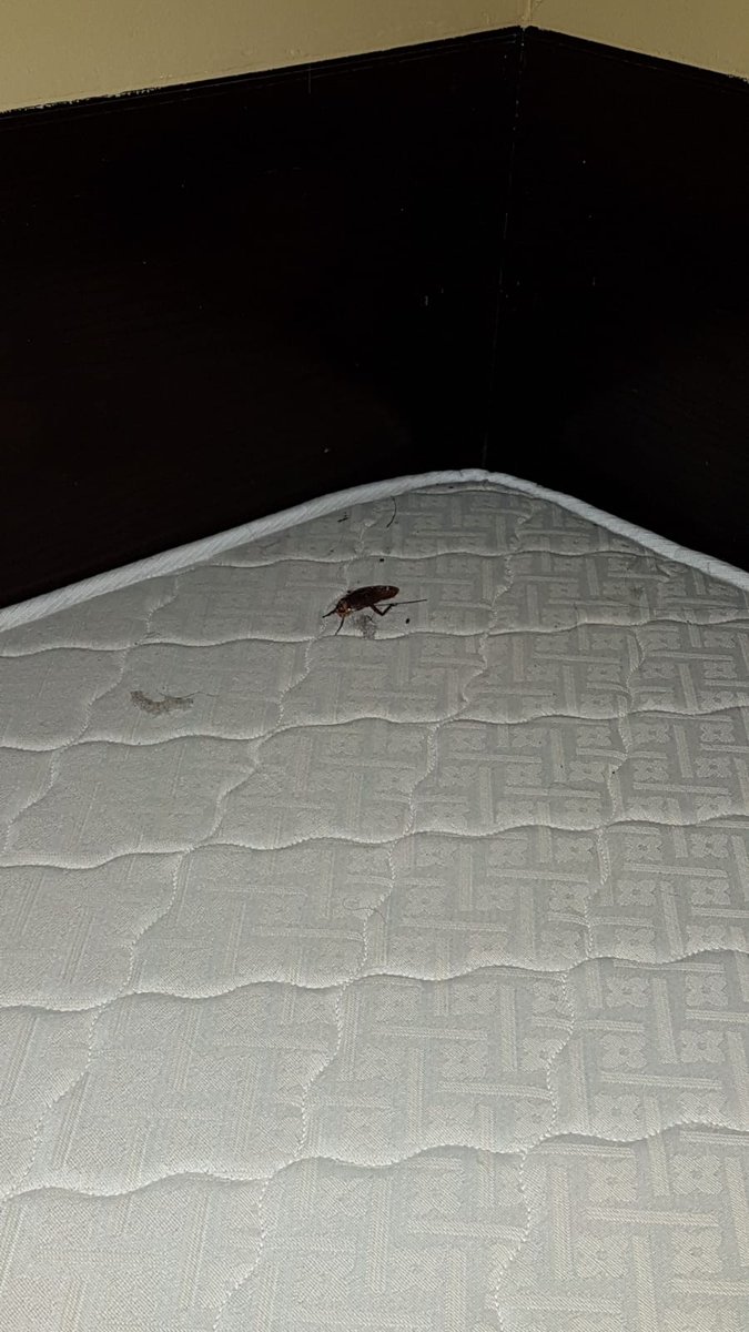 fasttrack1982's tweet photo. @stb_sg 
Dear STB The conditions for a SHN in Festive Hotel are not at all livable.The facility is contaminated with cockroaches all over.RESCUE PLEASE. We are at serious health risks here. https://t.co/98qlbofAkA