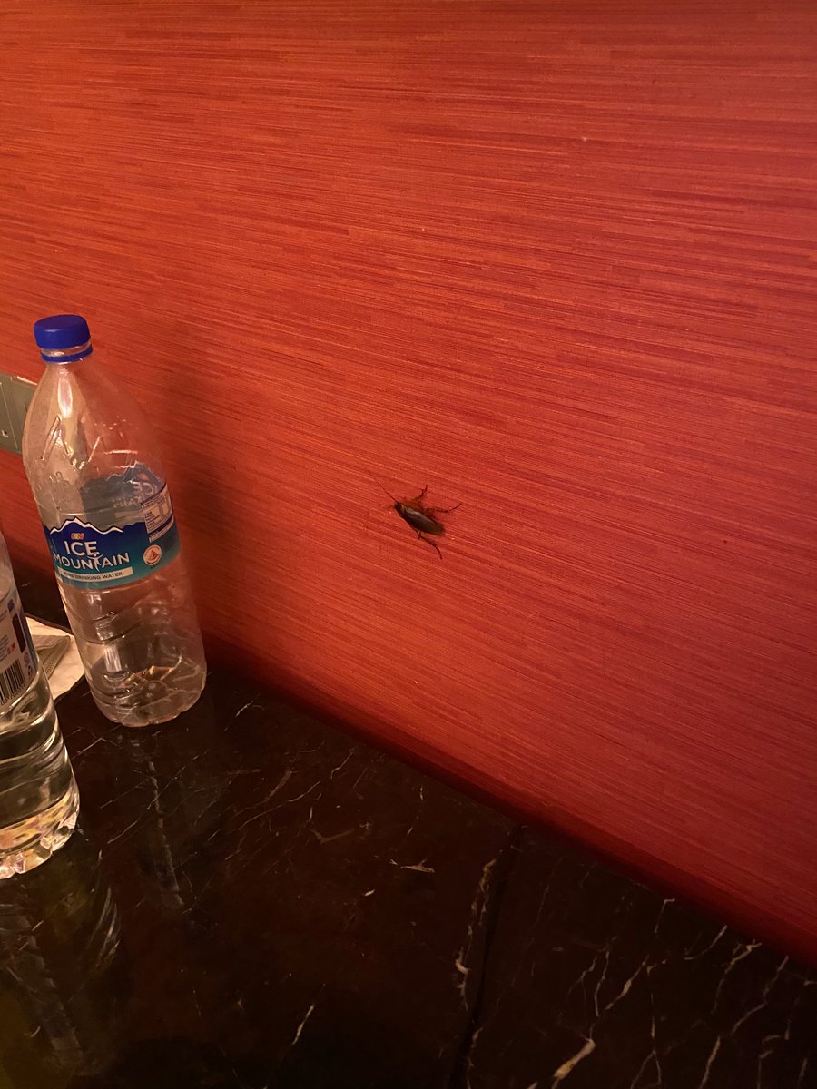 fasttrack1982's tweet photo. @stb_sg 
Dear STB The conditions for a SHN in Festive Hotel are not at all livable.The facility is contaminated with cockroaches all over.RESCUE PLEASE. We are at serious health risks here. https://t.co/98qlbofAkA