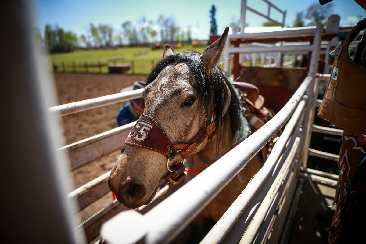 C5 Rodeo Company tweet media