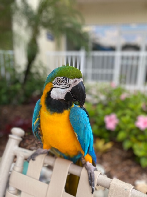 lloduca's tweet photo. #CPRCharlie is feeling happy for receiving his first online review!  Charlie aims to please! Thank you Charlie for helping to make this guest's stay a great one! #LifeAtDiamond #DiamondEleiteStatus #DiamondCareers @diamondresorts @DiamondCareers https://t.co/AcsNdv9YYM