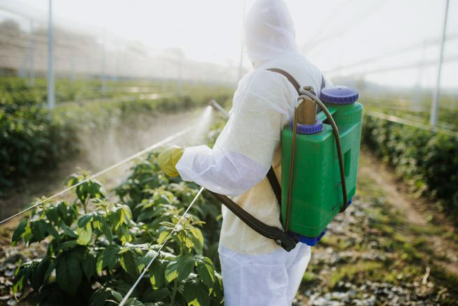 Los pesticidas ayudan a controlar plagas de mohos, insectos, malas hierbas, etc. La seguridad de los alimentos no se ve comprometida. Los datos de 2018 en la Unión Europea tras más de 650.000 análisis: el 99,70% cumple  https://efsa.europa.eu/en/supporting/pub/en-1775  #gominolasdepeseta