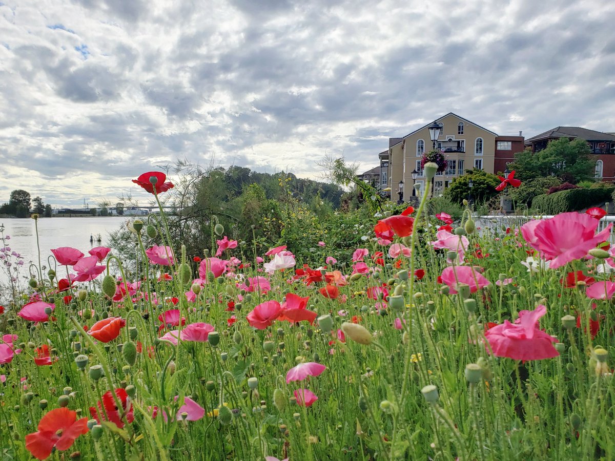 mizmayette's tweet photo. The wildflower/poppy garden is an explosion of colour right now!
#newwestminster #newwest #newwestisbest #igersnewwest #mynewwestlife #ilovemycity #quaylife https://t.co/SC0I5QHtdB