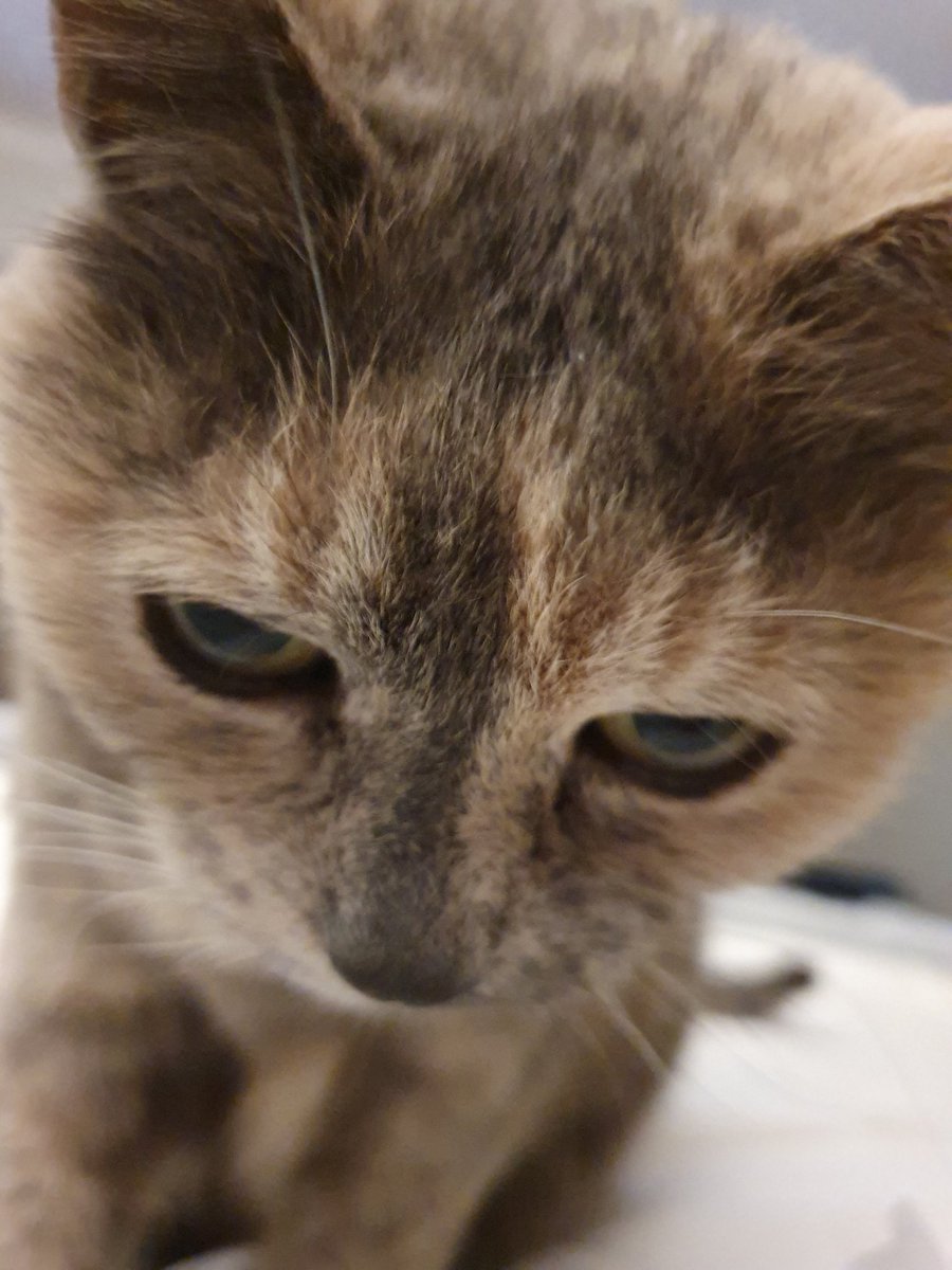 SusanJane1000's tweet photo. Hi Everyone, I'm Cloudy and i am ver camera shy. My Mom sneaked up on me. #CatsOfTwitter https://t.co/g9iukmxP0z