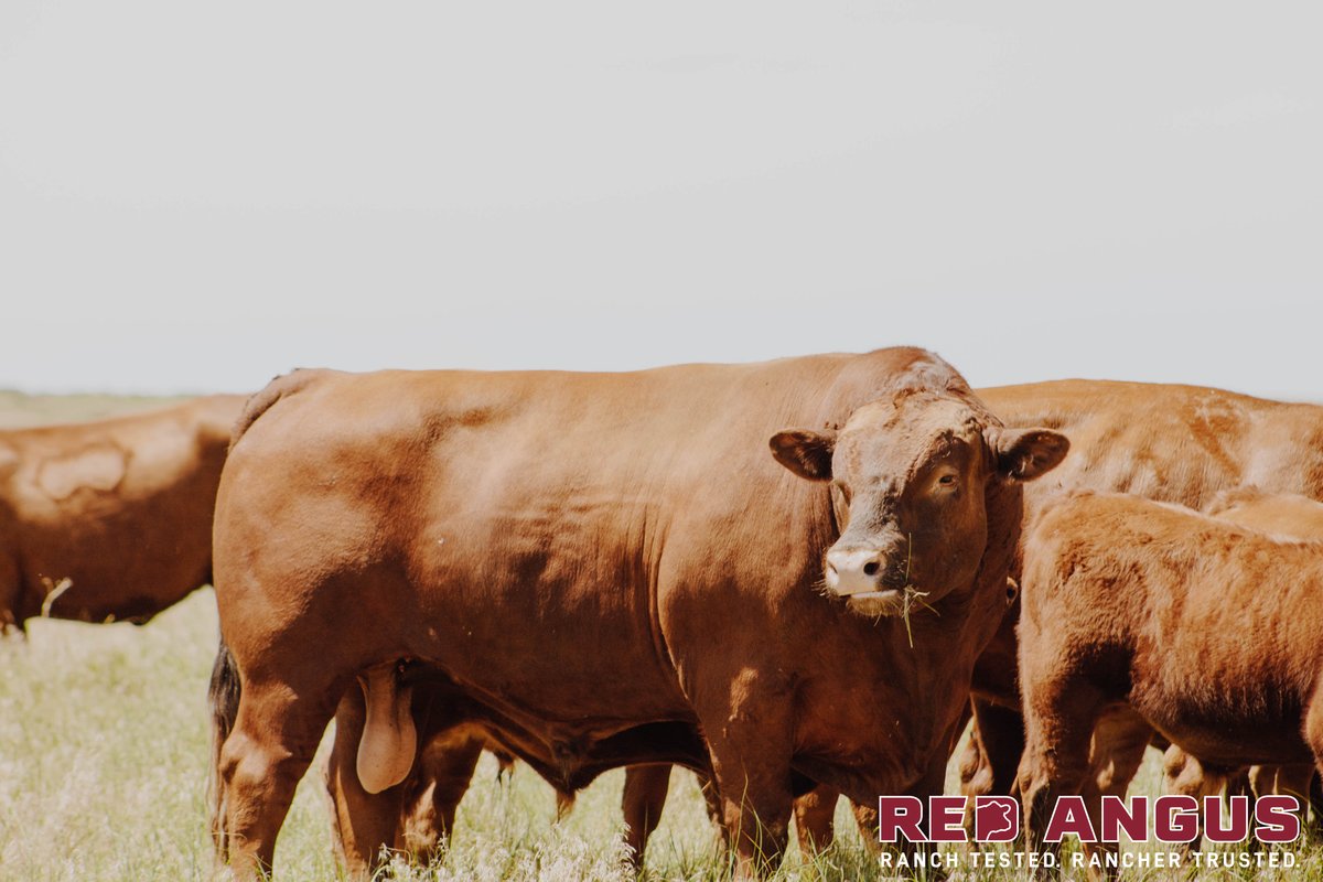 RedAngusAmerica's tweet photo. Is bull longevity related to good feet? Likely so.
Find out why in this week's #RedAngus eNews:
https://t.co/rQD6Bzkywr
#profitrepeat https://t.co/TYUW1Z6GgG