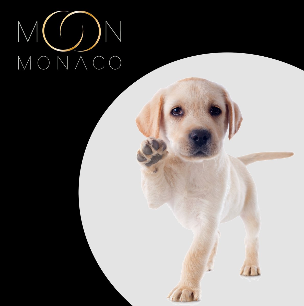 moon_monaco's tweet photo. #FeelGoodInstant #StaySafe

#dogsoftwitter #DogLovers #FashionForPets #MoonMonaco #FineJewelleryForPets #Gold #18CaratGold #NewCollection #Celestial #Monaco #Design #Puppy #Dog #Labrador #Retriever #labradorretriever https://t.co/uHatAXiOyy